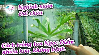 CÁCH TRỒNG LAN NGỌC ĐIỂM( Nghinh xuân-Đai Châu) NHIỀU HOA, SẠCH BỆNH KHỎE MẠNH