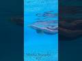 #swimming #swimmin #pool #lanbien #swim #xuhuongtiktok #xuhuongyoutube #swimmingpool #gáixinh #gril
