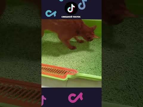 НОВЫЕ ПРИКОЛЫ с котами 2025 😅 Смешные коты, Смешные видео #shorts #смешныекоты #смешныеживотные