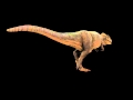 Carcharodontosaurus_WalkCycle.mkv