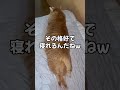 独特なスタイルで寝る猫 #猫 #shorts #catvideos