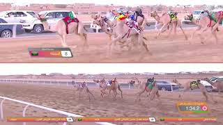 ش13 سباق المفاريد (عام) مهرجان ولي العهد بالمملكة العربية السعودية 10-8-2021م