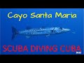 SCUBA DIVING CAYO SANTA MARIA - CUBA