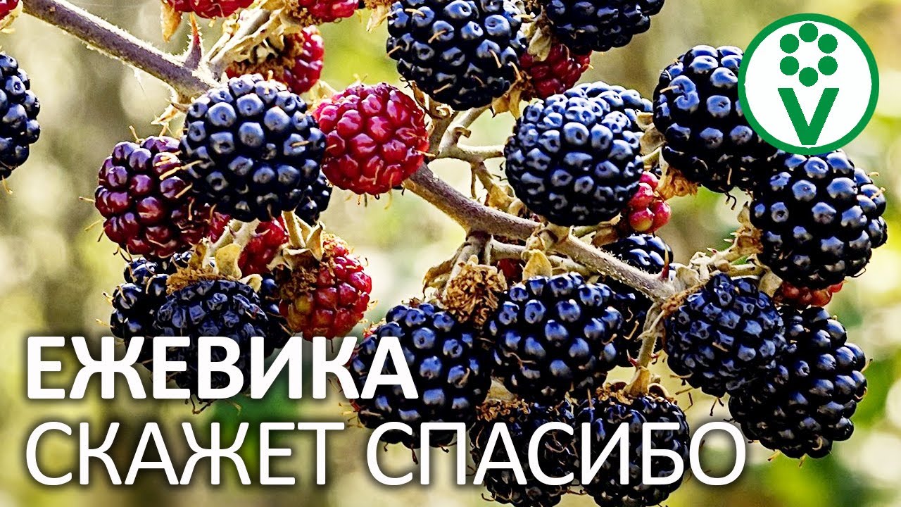 Правильный выбор места для посадки
