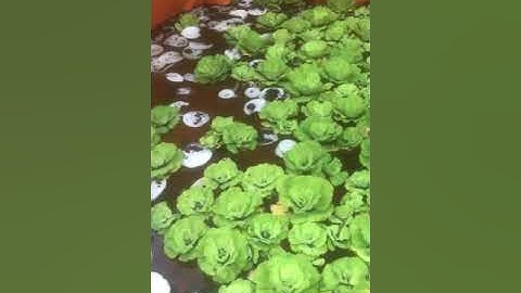 Mô hình nuôi ốc bưu đen trên bể bạc bằng nước máy.