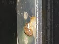 شوف حلزون الحديقة عايش إزاي 🐌 بيت كامل في علبة بسيطة!