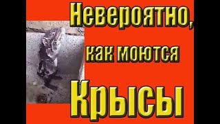 Невероятно - как моются Крысы! Видео Прикольный-видео прикол. )