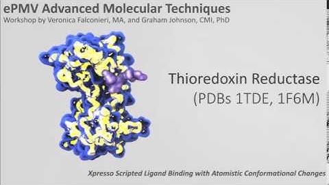 Thioredoxin Reductase Morph