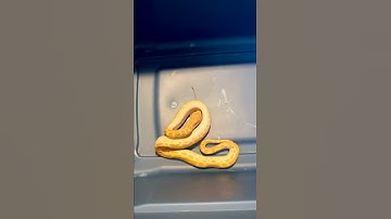 Pearl Burmese Python eats