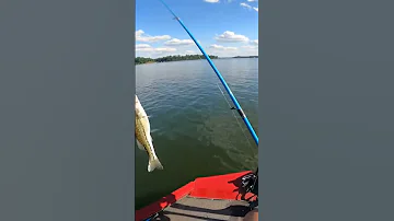 Shad In Mouth 
