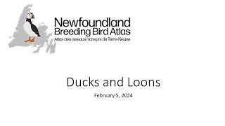 Birds of Newfoundland: Ducks and Loons