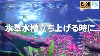 プラチナソイル Youtube