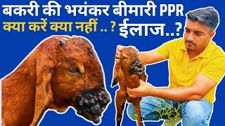 बकरियों में फैल रही भयंकर बीमारी PPR ?क्या करें क्या नहीं.. ईलाज.. //Treatment of PPR goat ppr