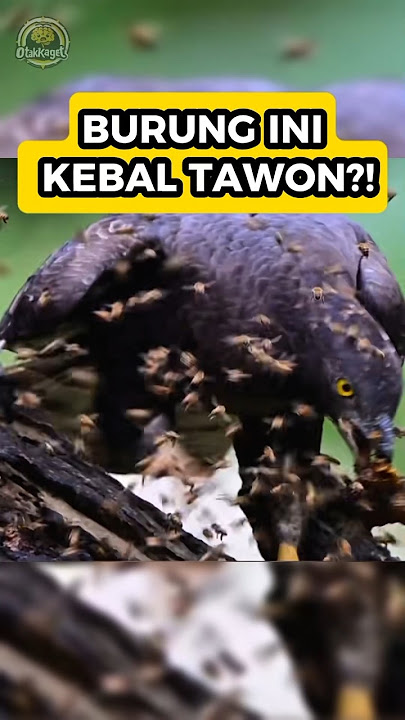 hanya burung ini yg berani bongkar sarang tawon,..!!!