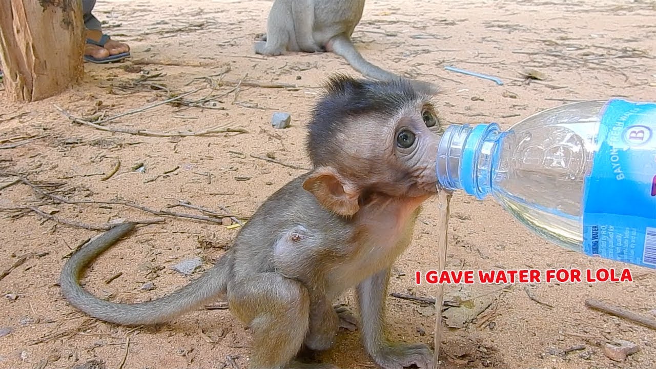 baby monkey crying for milk Baby monkey Lola still need more protect from us - We are trying to give food and water for her