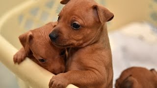 Sweet Miniature Pinscher puppies