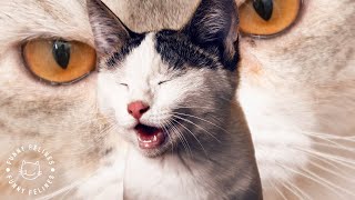 FUNNIEST CAT VIDEOS 😂  FUNNY CATS COMPILATION #46 #cat #funnycats #catcompilation #funnyanimals by Funny Felines 65 views 9 months ago 40 minutes