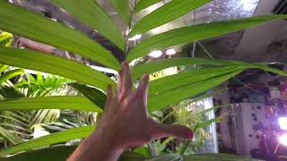 Excellent and Unusual Palm Tree For Growing Indoors