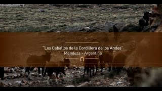 Caballos de la cordillera de los Andes - Martín Ochoteco - #domador de #caballos .