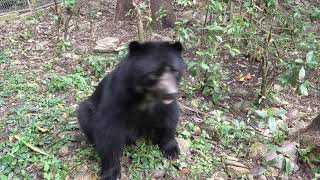 Baby Bear Waves Their Paws Towards Person And Says Hello by Jukin Media 3,200 views 2 years ago 21 seconds