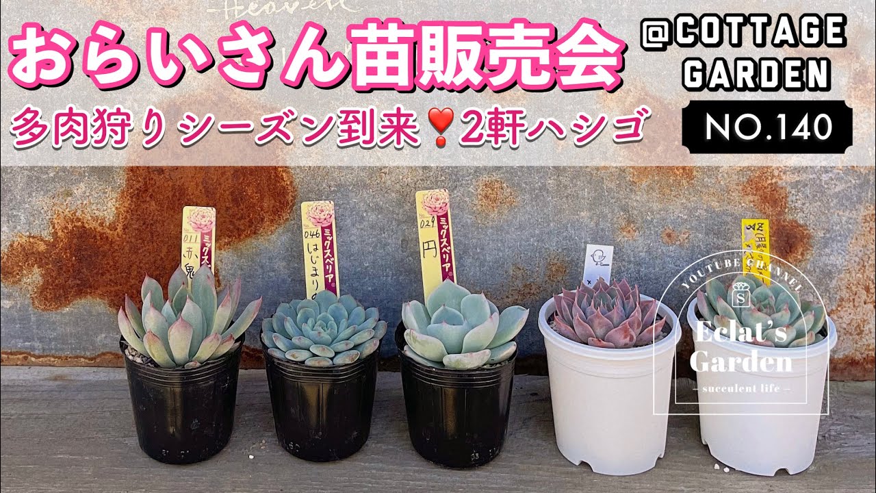 NO.140【多肉植物】おらいさん苗販売会参戦！コテッジガーデンさん多肉狩り！狩っ多肉紹介