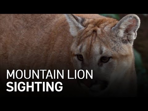 Mountain Lion Spotted in Petaluma Back Yard