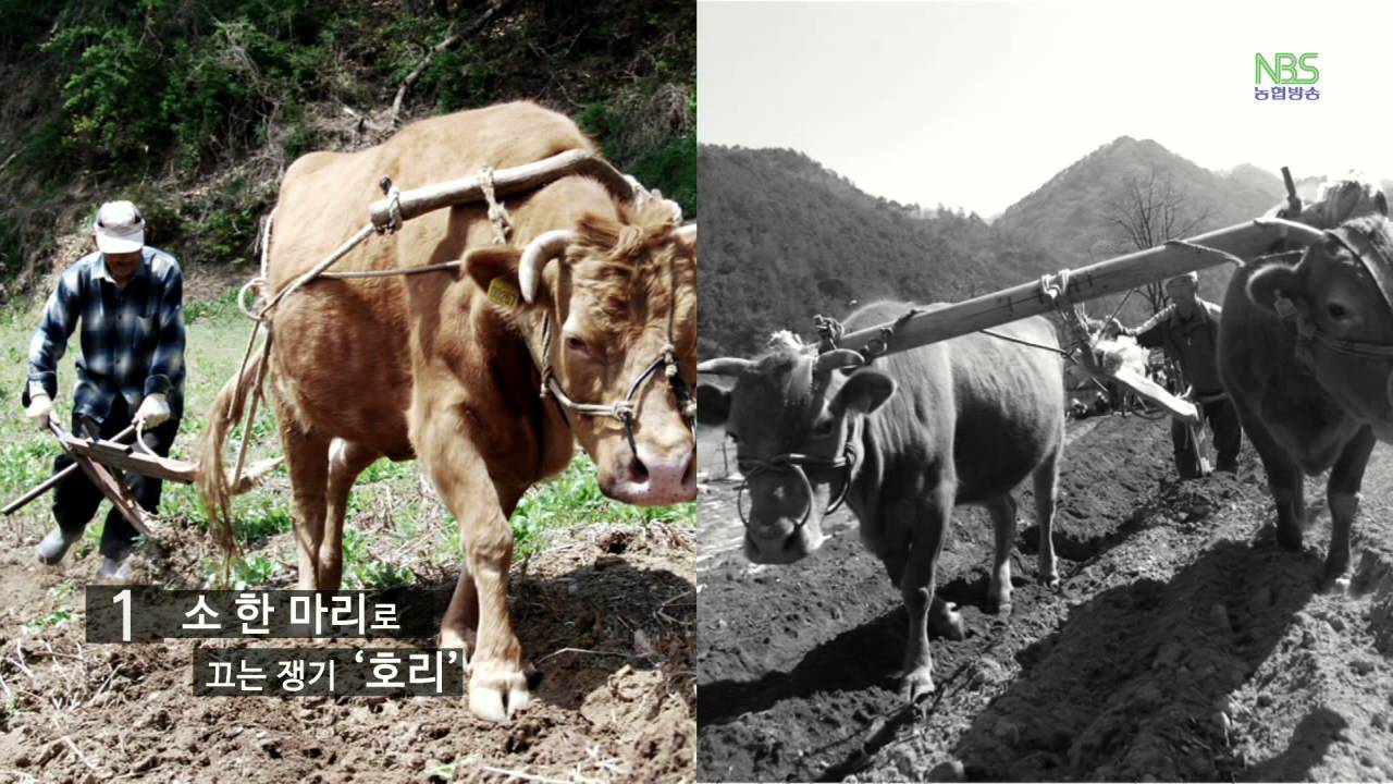 농기구 농사를 노래하다 15편 - 쟁기 - YouTube