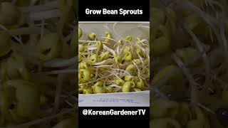 6일이면 완성되는 콩나물 키우기ㅣGrowing bean sprouts in just 6 days #shorts