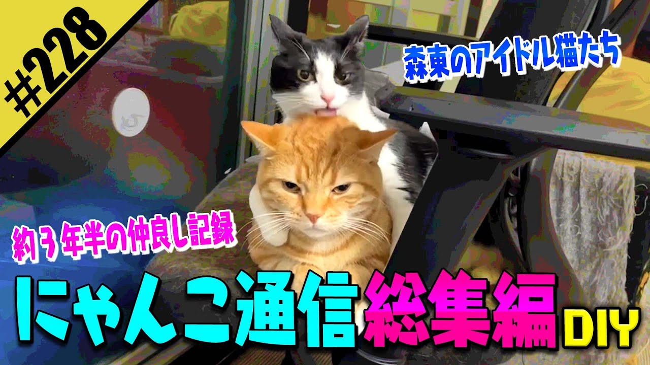 【にゃんこ通信 総集編DIY】森東の看板猫たちの仲良し記録