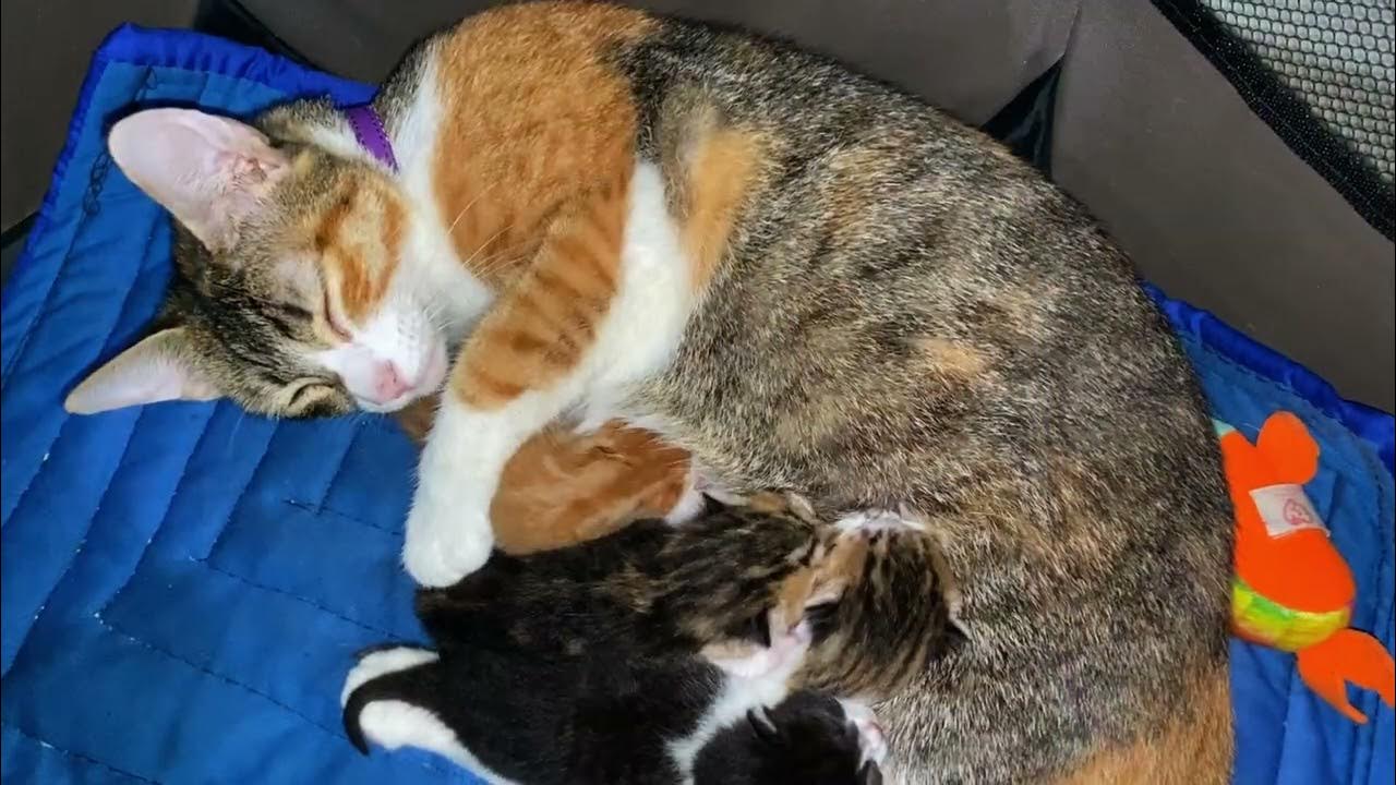 Calico Mom Cat Breastfeeding Her Newborn Kittens Compilation 2 Dinkle + Zula Kindle of Kittens