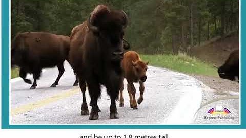 11 ASPECT  Module 2  Video 5  National Animals of the USA  SB p32