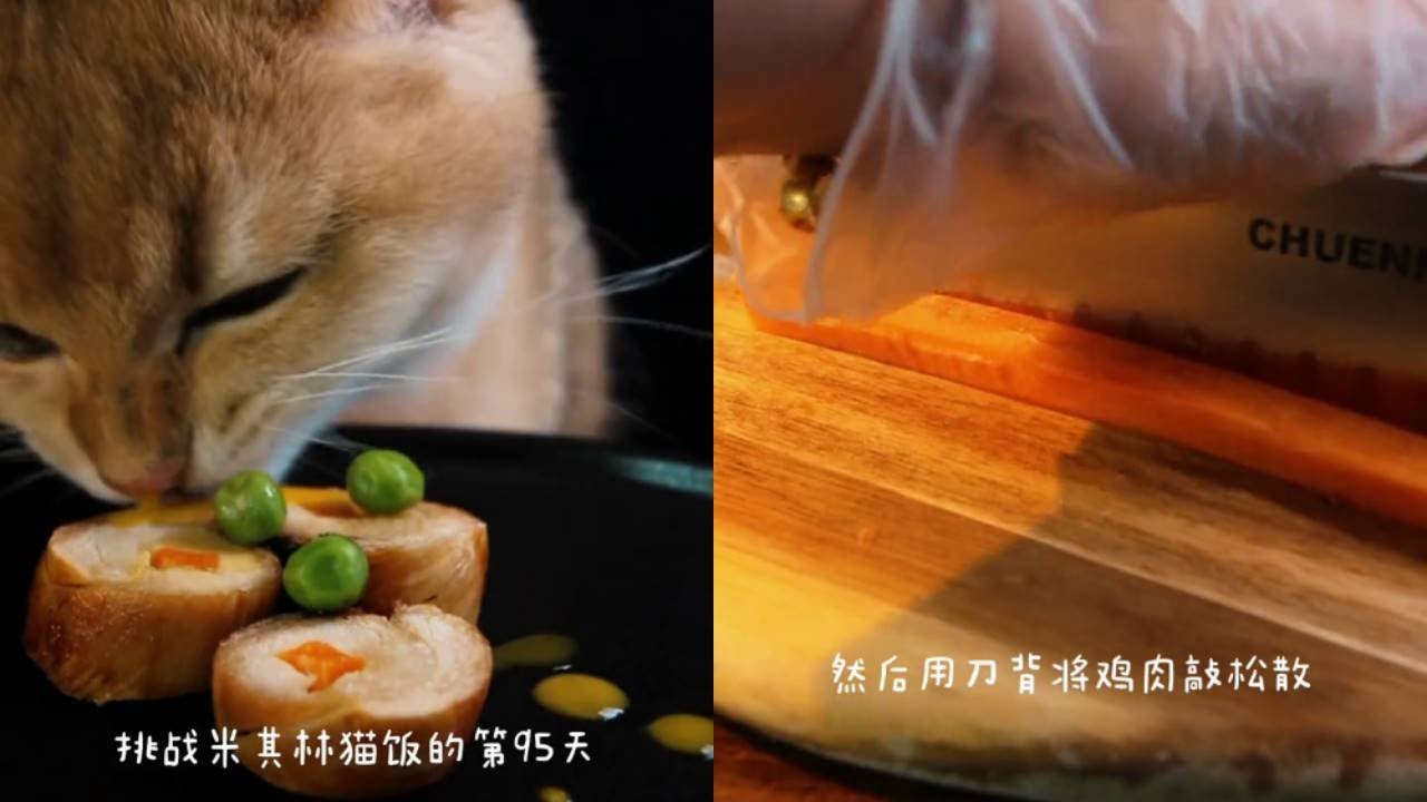 Mini Cat Rice Challenge Day 95 of Michelin Cat Rice, Homemade Cat Rice - YouTube