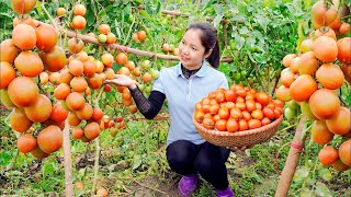 Memetik Tomat, Buah Palem & Memanen Telur, Tips Menjual Hasil Pertanian di Pasar, Happy Harvest