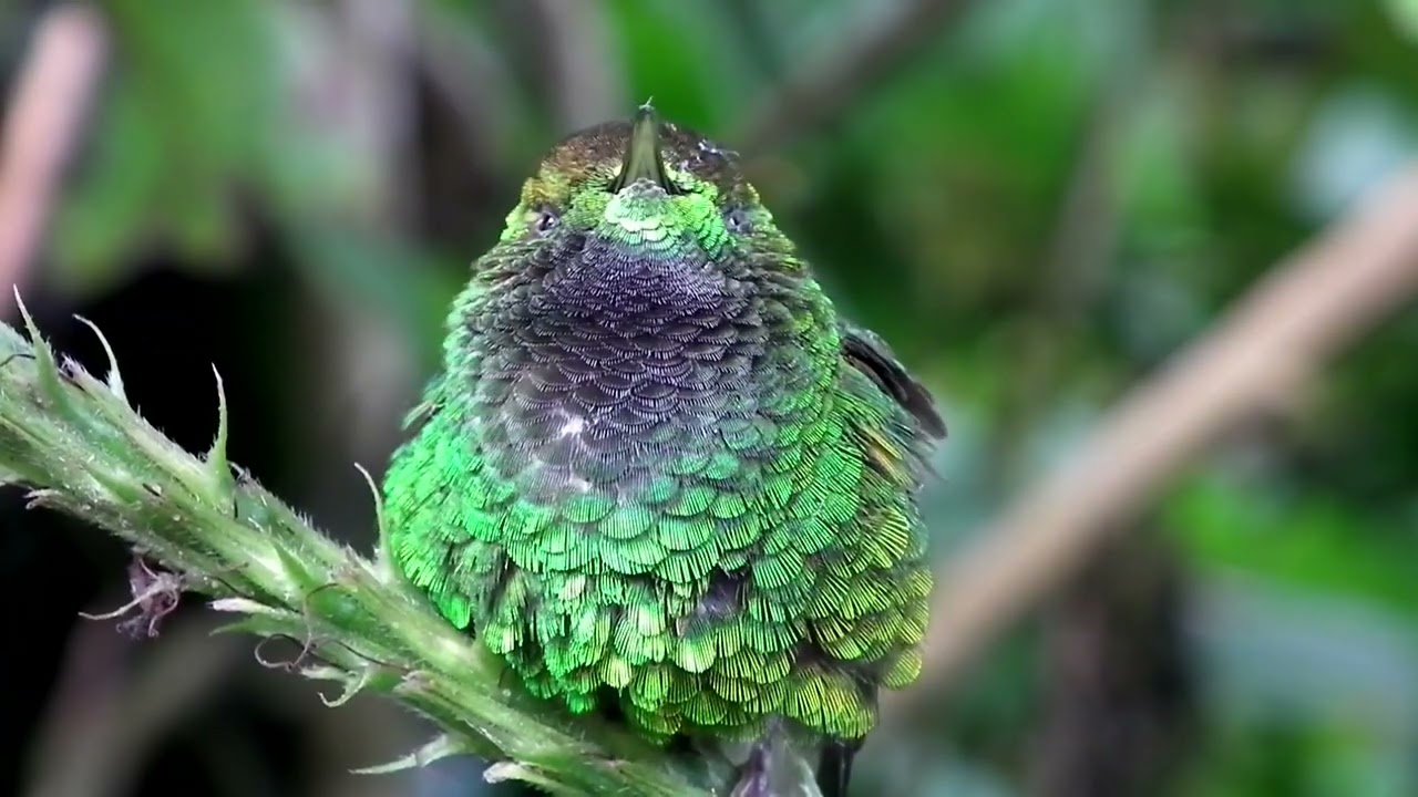 The Coppery-headed Emerald : A Costa Rican Endemic