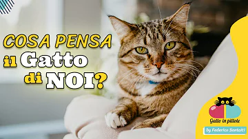 Perché non mettere il collarino ai gatti?