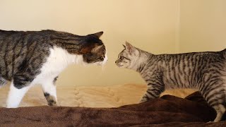 Tail Has Doubled In Size? I Opened Kohakus Cage And Let Them Meet.