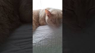 @catjanice every video made with this sound helps! Stream it, listen to it, and post with it!!!!