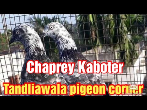 Chaprey kaboter.parwzi Chaprey kaboter