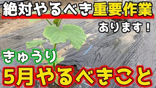 【きゅうり】失敗しないために重要なお世話について紹介します。【家庭菜園】