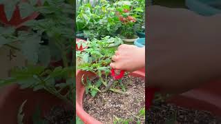 Tomato Tree Pruning Tips for Bigger Harvest 🍅#TomatoPruning #TomatoFarming #Gardening #PlantCare