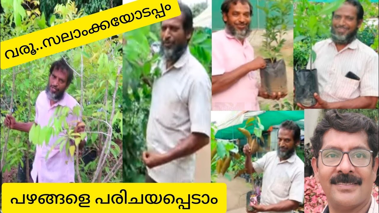 Exotic Fruit- വിദേശ സ്വദേശ പഴവർഗചെടികൾ -Thottungal Farm Part III