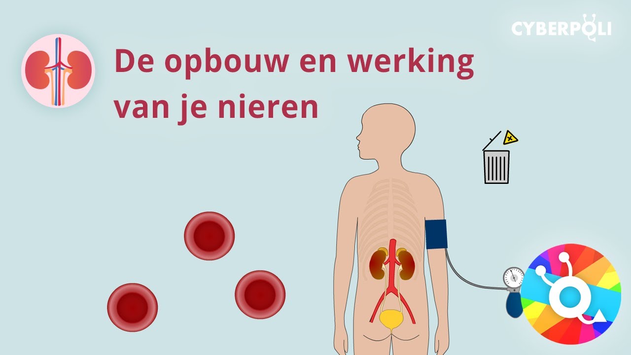 De opbouw en werking van je nieren YouTube De opbouw en werking van je nieren YouTube