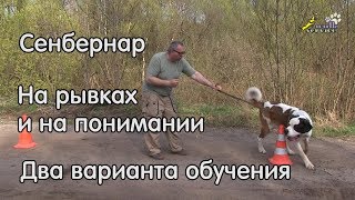 Сенбернар, команда обход, на рывках и на понимании, два способа обучения Сенбернар, команда обход, на рывках и на понимании, два способа обучения