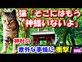 「そこにはもう神様いないよ」神社にお参りに行ったら猫に言われた!? どこに行ったのか聞いたら、神社の意外な事情に衝撃! 【猫の不思議な話】【総集編】
