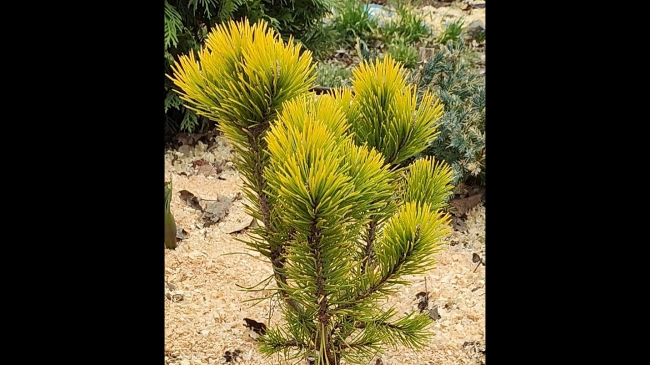 Розпаковка хвойних від Terra Plants 8 березня 2025