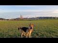 Fast German Shepherd Playing Fetch!#run#speed