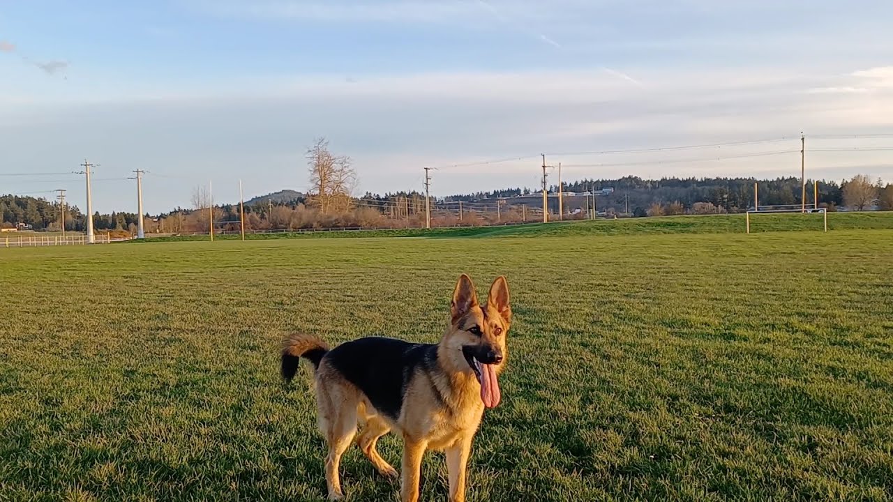 Fast German Shepherd Playing Fetch!