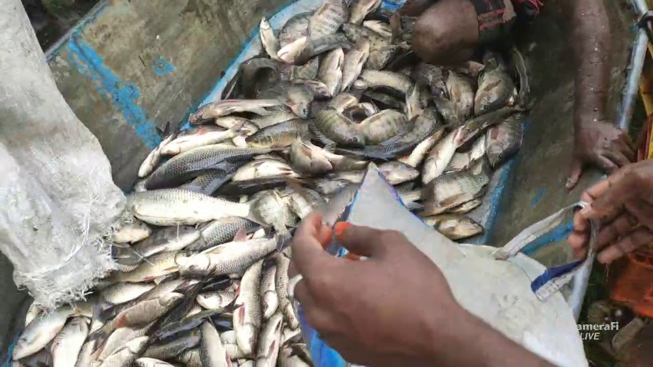 Amazing Fish Catching Skills - YouTube