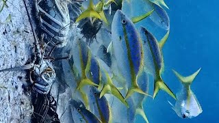 Yellow Tail Snapper Feeding Frenzy Also Fast Forward The Video To Watch The Conch Walk