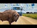 We Drove Our Van Through A Wild Bison Range | Montana Must See!